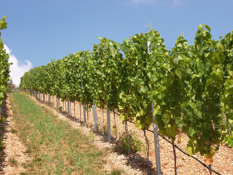 Ein Weinberg – drei Lösungen