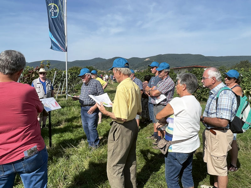 Bayer-Weinbautage zeigen den Oidium-Verlauf auf