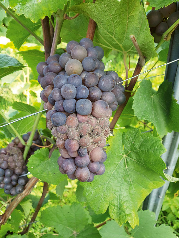 Eiliger Erntebeginn nach viel Regen und Fäulnisdruck