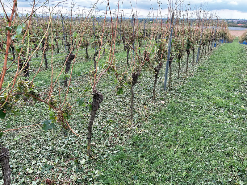 Verheerender Hagel zur Erntezeit