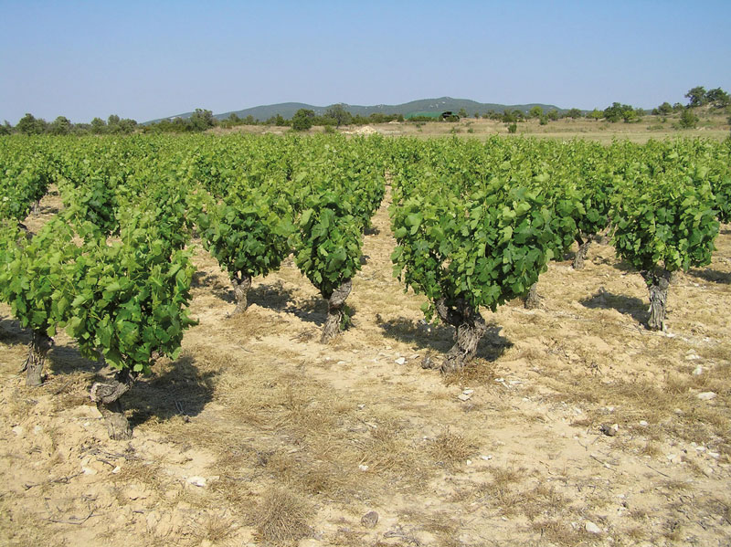 Das ABC des Chardonnay