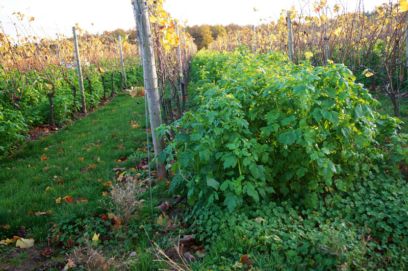 Bodenpflege – ein Spagat