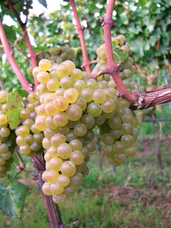 Chardonnay hat viele Gesichter