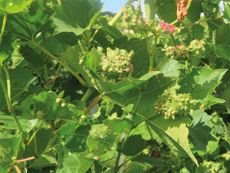 Chardonnay auf diversen Unterlagssorten