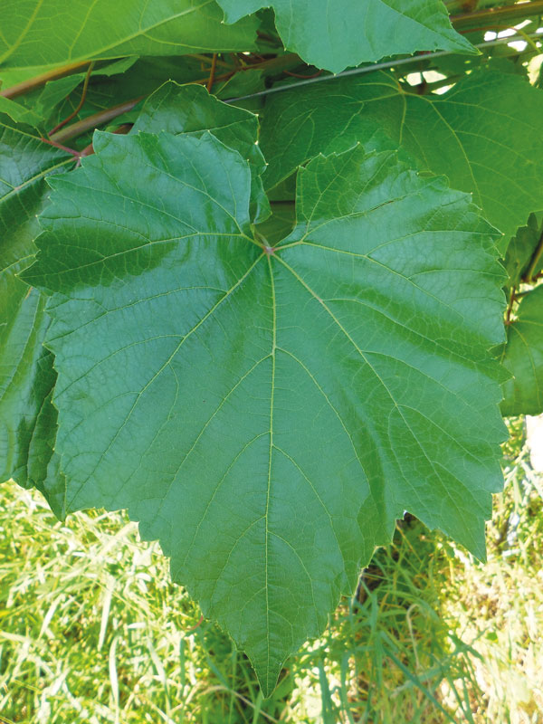 Welche Unterlage für Chardonnay?