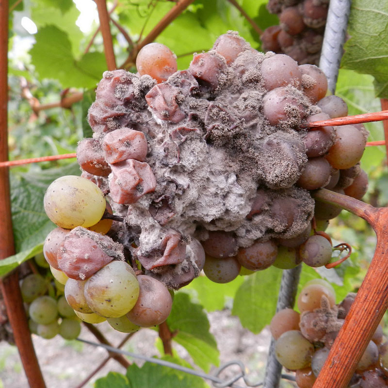 Botrytis und Schleimstoffe