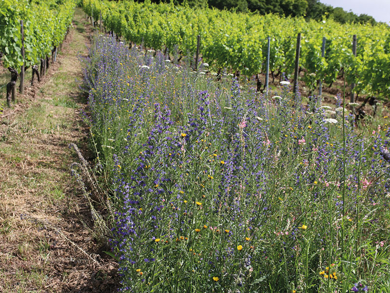 Neue Wege für mehr Biodiversität