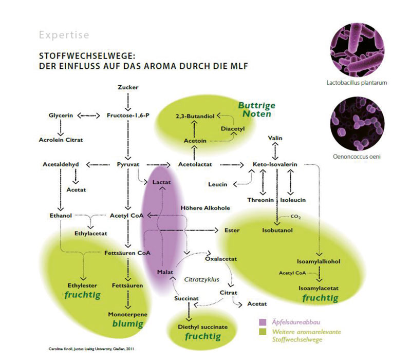 Mehr als nur Biologischer Säureabbau
