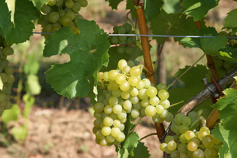 Müller-Thurgau im Jubiläumsjahr
