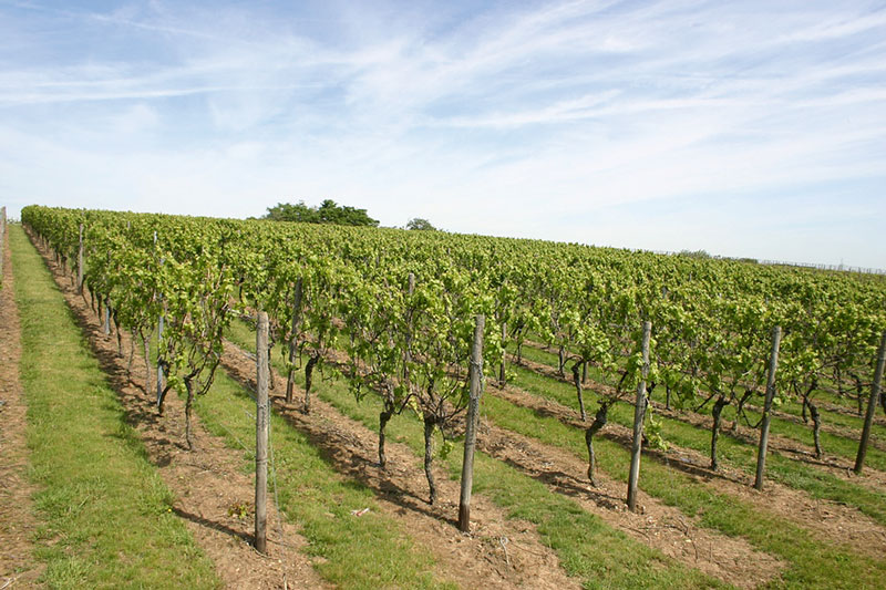 Minimalschnitt senkt Kosten