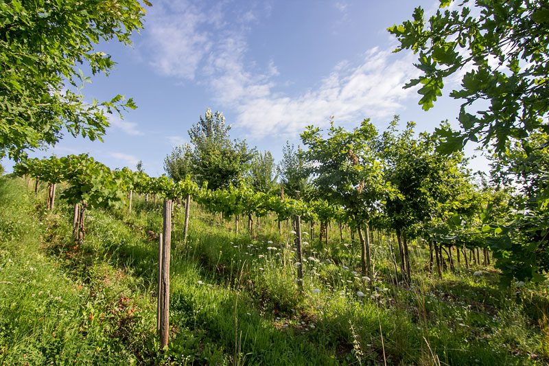 Bäume stärken Reben –  bei gleicher Weinqualität