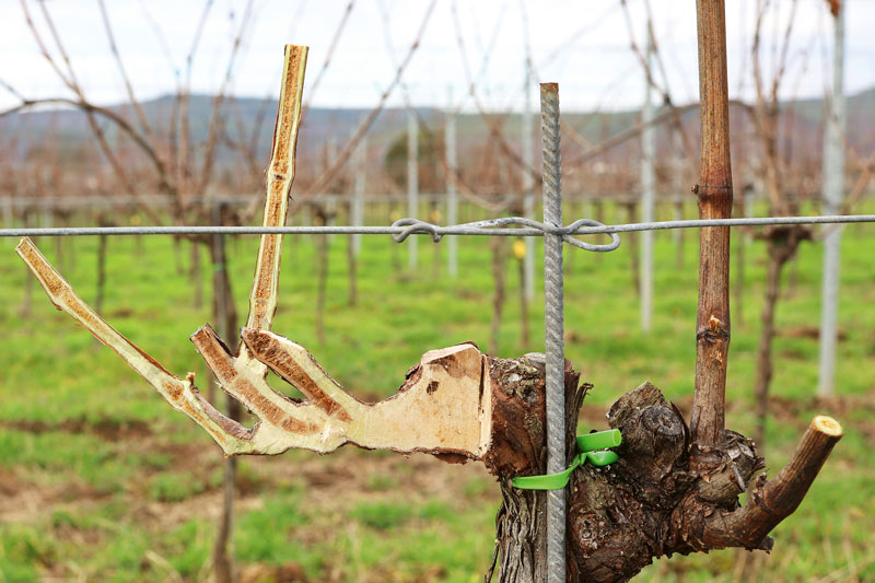 Die Anatomie der Rebe verstehen