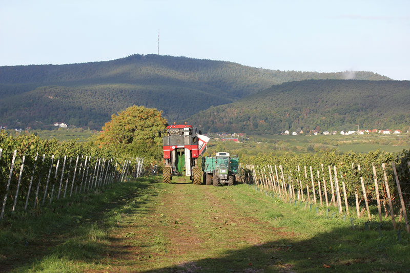 Weinbranche am Wendepunkt