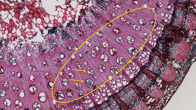 Angriff und Verteidigung