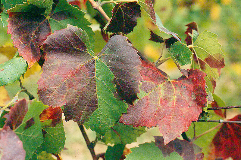 Aufzeichnungspflicht und elektronische Doku