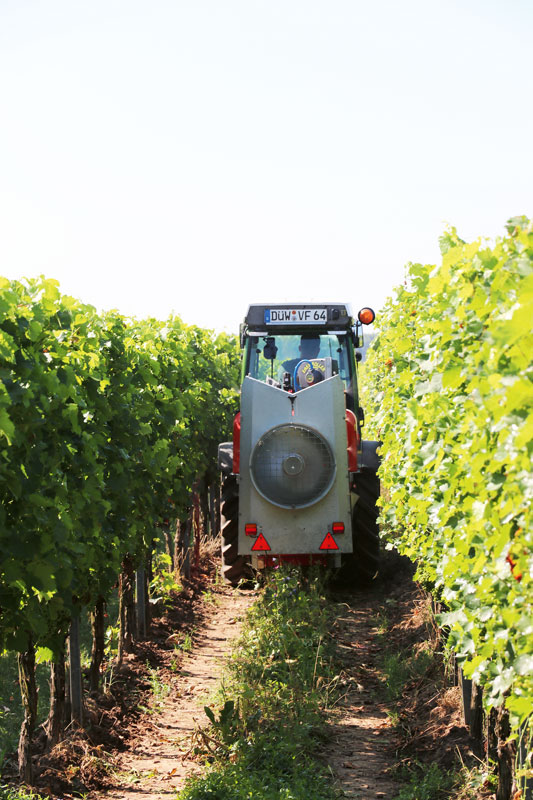 Einsatz von Backpulver im Weinbau