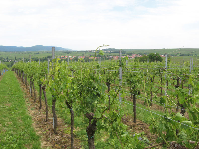 Rebschnitt nach Hagelschäden