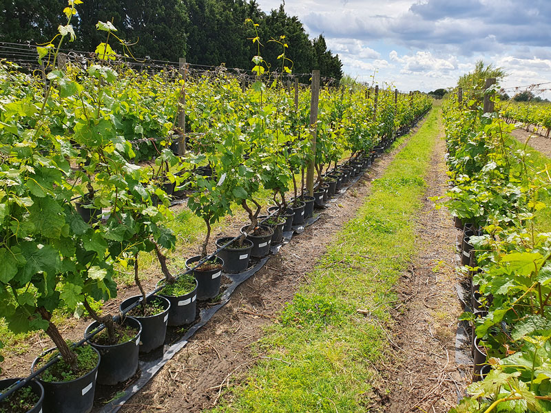 Wie geht&ldquo;s bei den Piwis weiter?