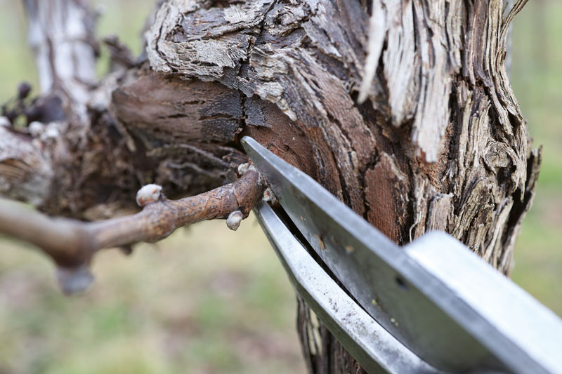 Wundarmer Schnitt im Fokus