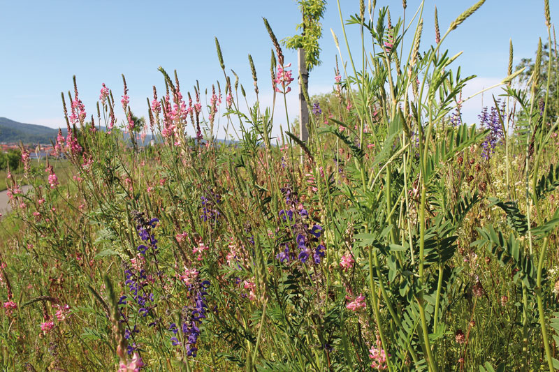 Garant für Klimaresilienz und Bodenfruchtbarkeit