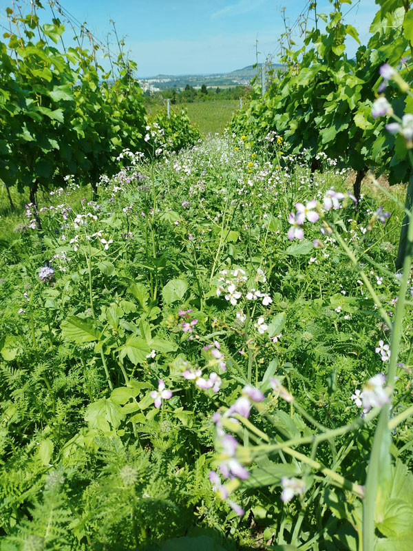 Saaten Union: viterra Wein für mehr Erosionsschutz