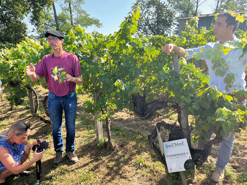 Rebsorten retten, Zukunft gestalten