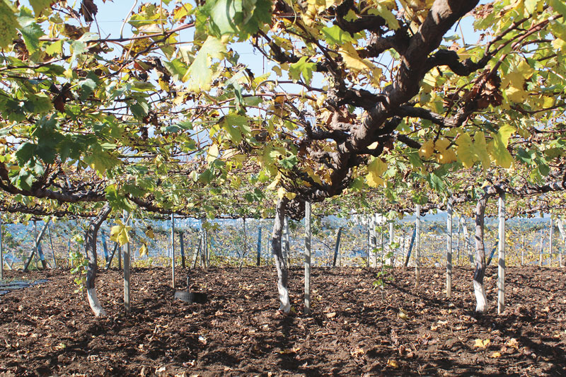 Weinwelten in Tokio und Hanoi