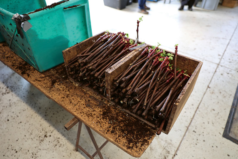 Austausch der Rebveredler