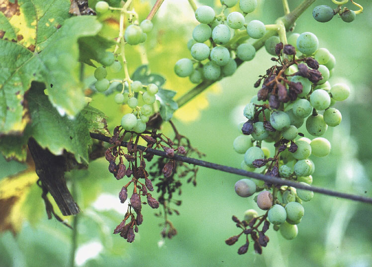Forschung, die im Weinberg ankommt