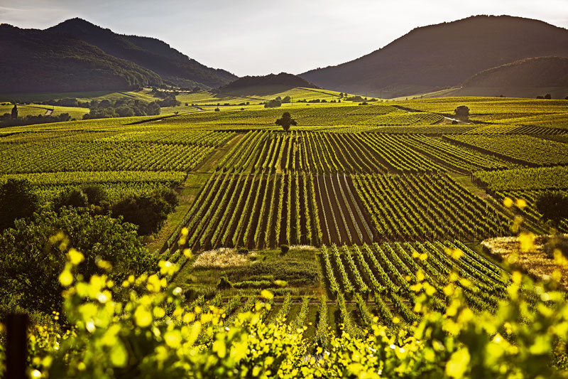 Mehr robuste Rebsorten in Deutschland