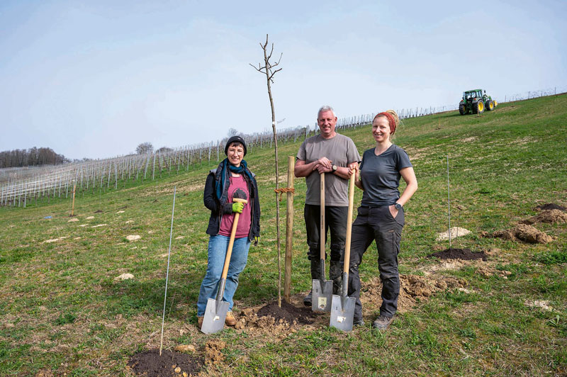 CarboVino: Vitiforst-Anlagen angepflanzt
