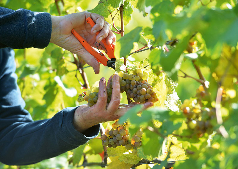 Finale Weinmosterntemenge 2025 größer als die Schätzung